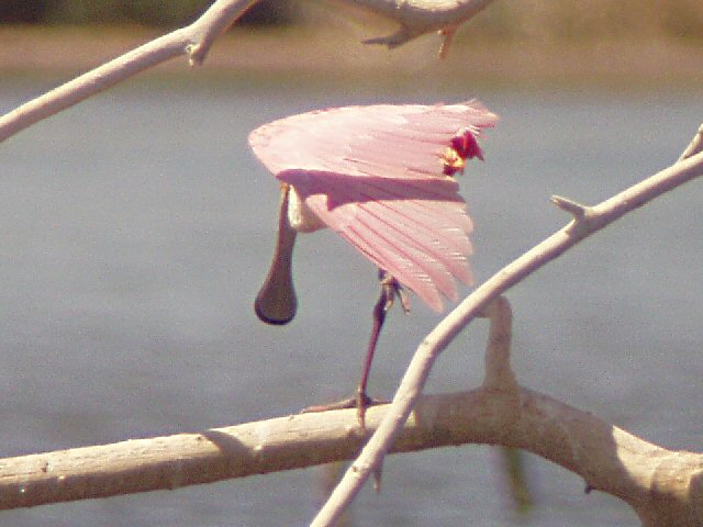�2004 Steve Sosensky - 2004.04.11, Salton Sea, CA